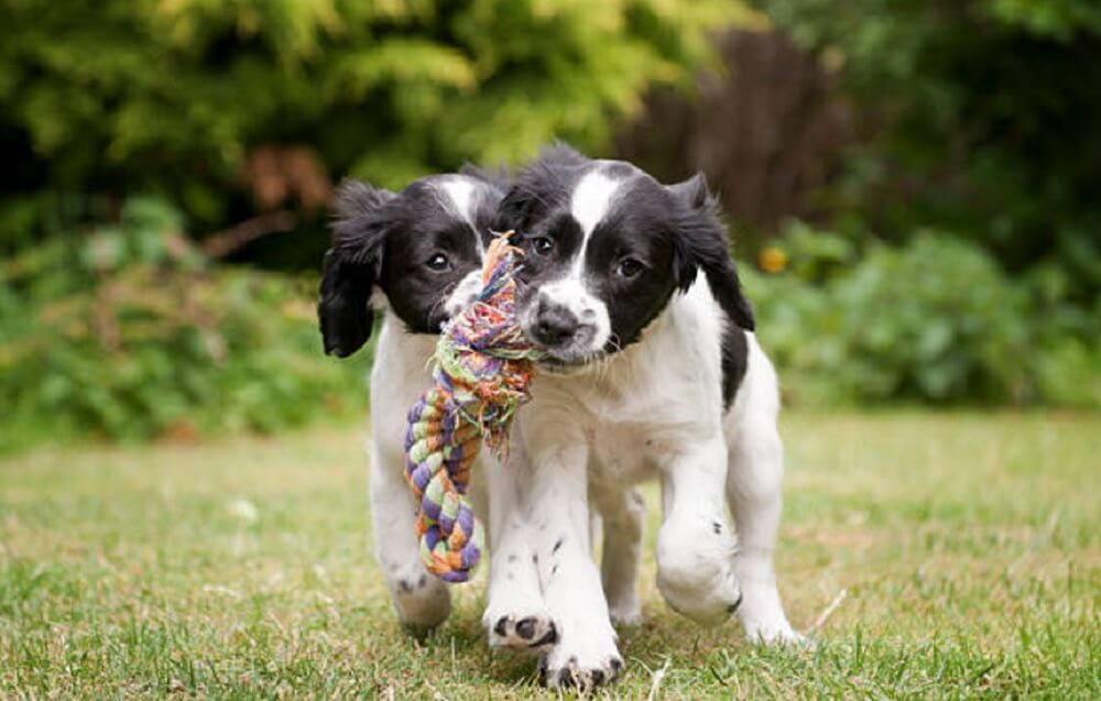 Most Loyal Cocker Spaniel Dog Breeds